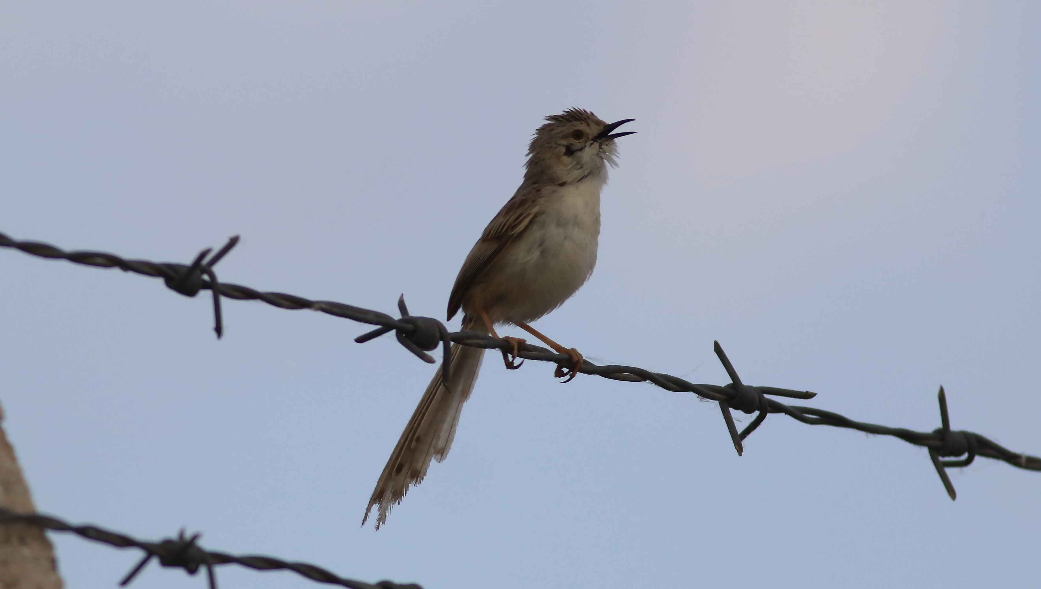 Graceful Prinia